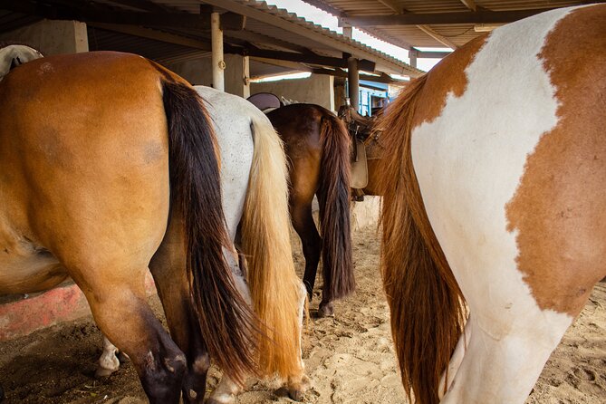 North Coast and Countryside Horseback Riding Tour in Aruba - Tour Highlights and Itinerary
