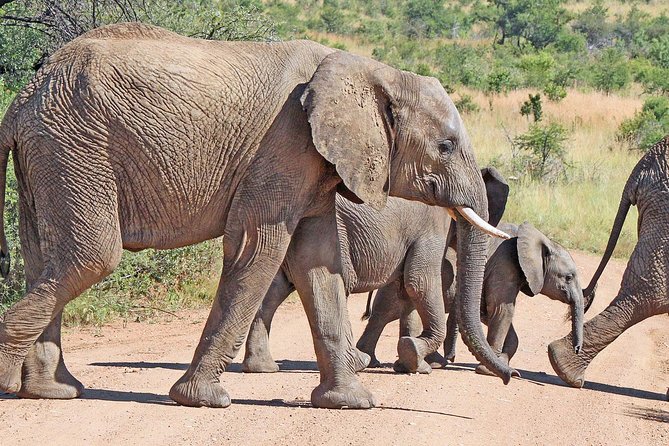 One Night Two Day Pilanesberg National Park Safari and Open Vehicle Game Drives - Common Questions