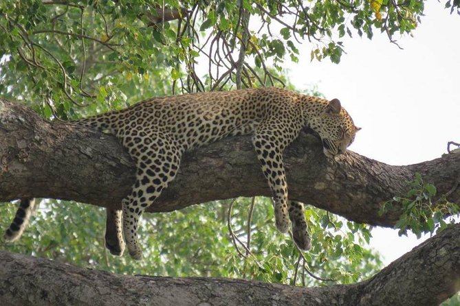 Open Vehical Safari in Kruger National Park Half Day - Pricing Details and Lowest Price Guarantee