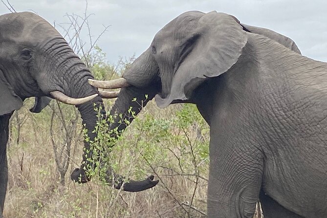 Overnight Kruger National Park Classic Camping Safari - Activities and Experiences