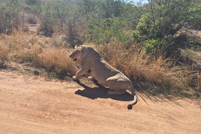 Pilanesberg Camping Safari From Johannesburg - The Sum Up
