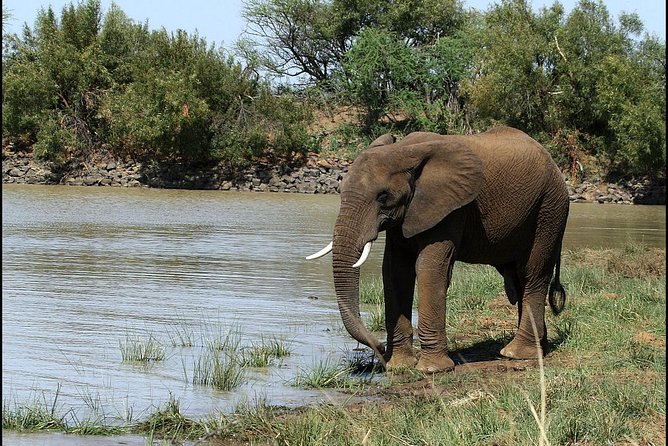 Pilanesberg Game Reserve 6 Hour Sunrise Safari From Johannesburg or Pretoria - The Sum Up