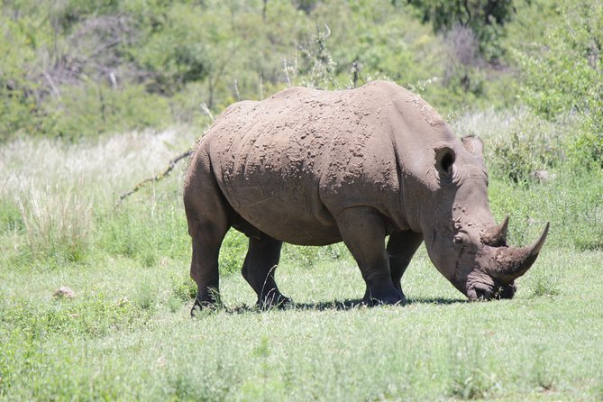Pilanesberg National Park Day Tour From Pretoria, Every SATURDAY - Common Questions