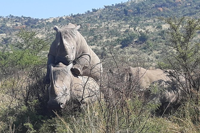 Pilanesberg National Park Full-Day Tour From Johannesburg - The Sum Up