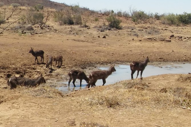 Pilanesberg National Park One-Day Safari From Johannesburg - Directions to Pilanesberg National Park