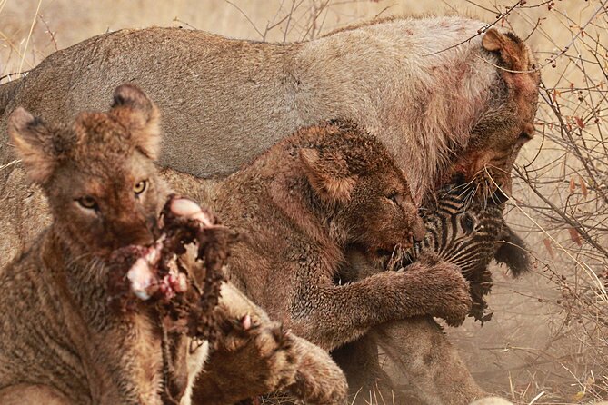 Private Game Drive Safari in Hoedspruit - Traveler Photos and Reviews