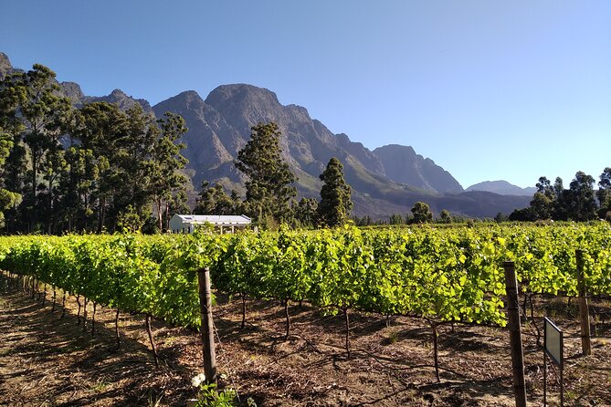 Private Package to Finest Vineyards - Stellenbosch Pickup - Reviews and Traveler Photos