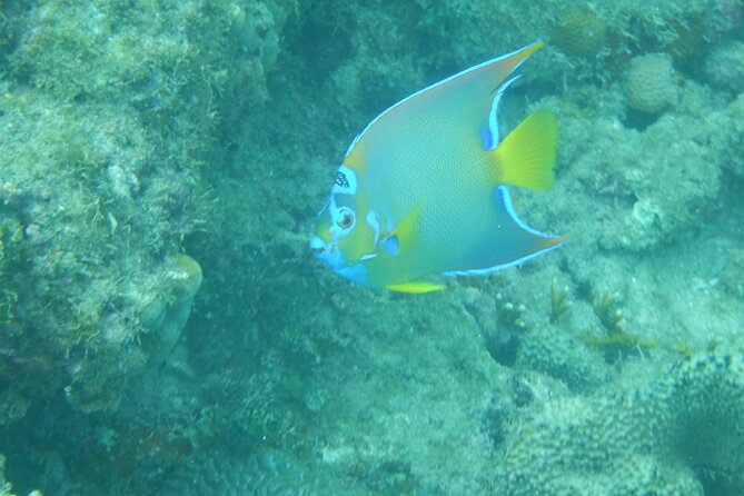 Private Rincon Snorkeling Adventure - Common Questions
