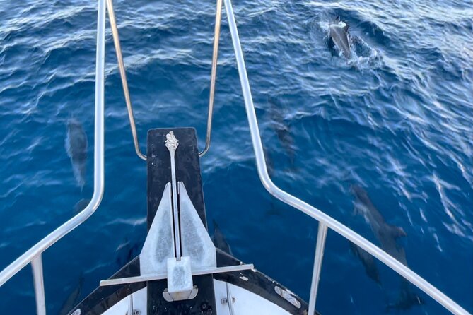 Private Whale Watching and Dolphin Excursion - The Sum Up