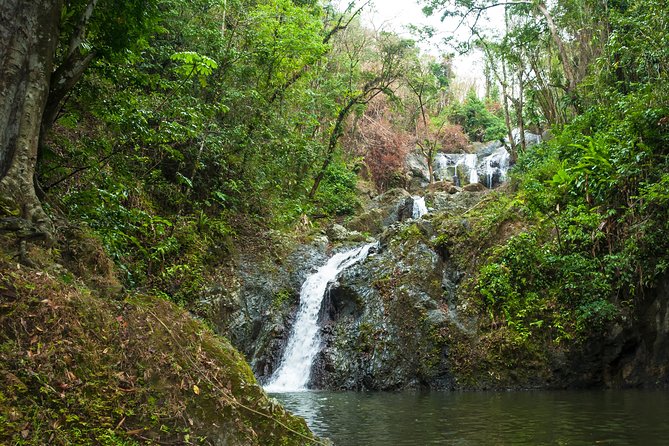 Rainforest Tour - Common Questions