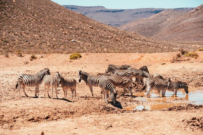 Safari Tour - Half Day Safari - Traveler Reviews and Photos