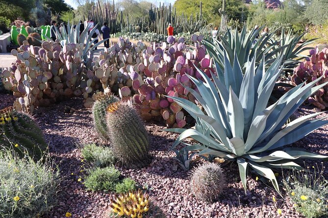 Saguaro National Park Self-Guided Driving Audio Tour - The Sum Up