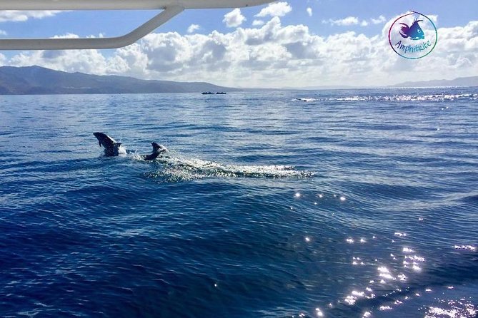 Sea Trip and Observation of Cetaceans, Dolphins in Small Groups - The Sum Up