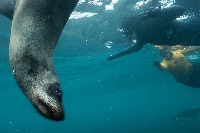 Seal Snorkeling With Animal Ocean in Hout Bay - How to Get to Hout Bay