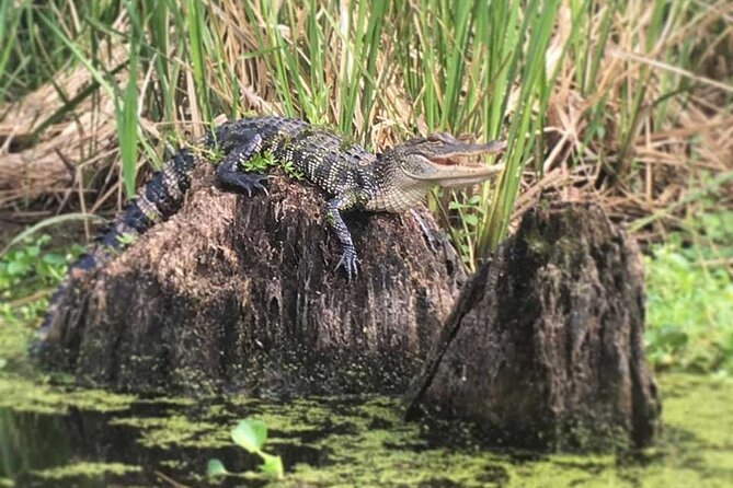 Self Guided Kayak Bayou Swamp Tour - Water