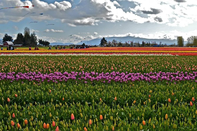 Skagit Valley Tulip Festival Day Trip From Seattle - Common Questions