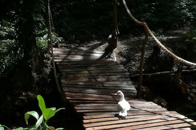 Soufriere Catamaran Excursion & Sapphire Falls Hike - Reviews and Decision Making