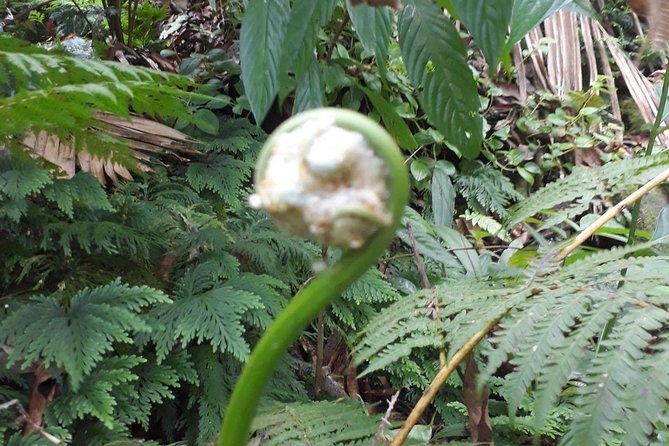 St Kitts Half-Day Rainforest Tour - Common Questions