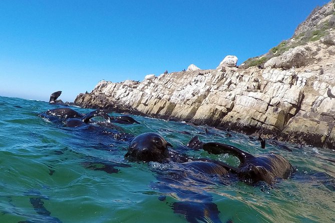 Swim With Seals - Common Questions