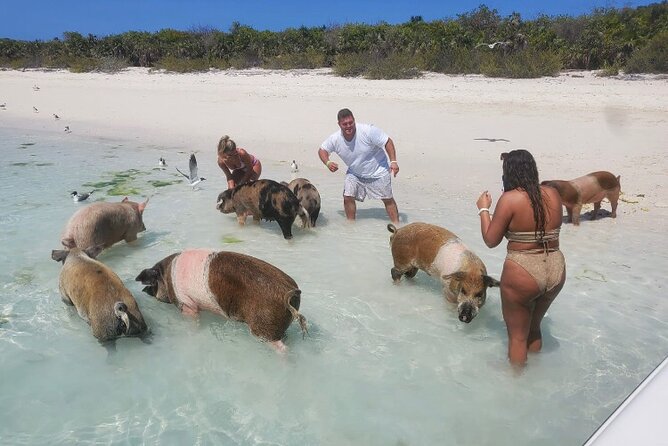 Swim With the Pigs and Explore Caves in Nassau - The Sum Up