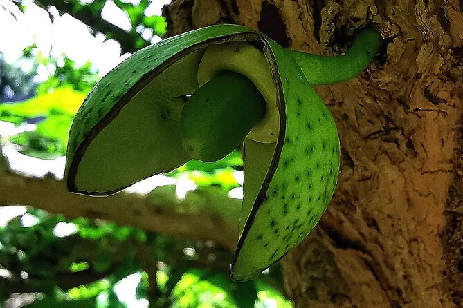 Taino Valley Tropical Park Puerto Plata Tubagua - The Sum Up