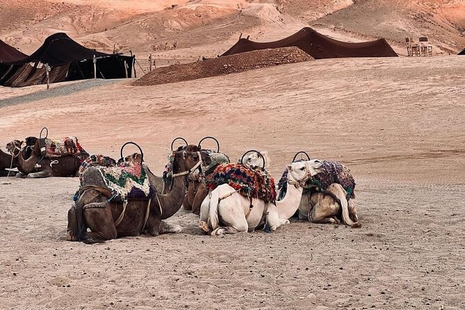 Traditional Dinner in Agafay Dessert and Camel Ride - Additional Info