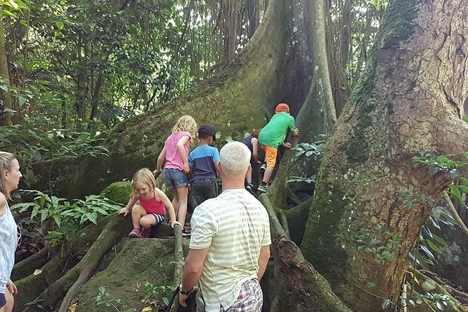 Tropical Rain Forest Explorer In St. Kitts - Common Questions