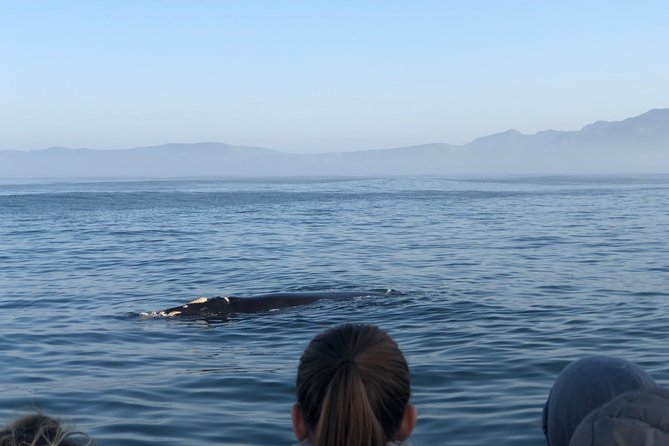 Whale Watching Tour in Hermanus With Hotel Pickup - Common Questions