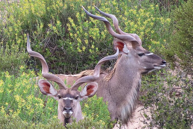 Wildlife Safari, Olive, Beer and Wine Tasting Day Tour From Cape Town - Wine Tasting Experience