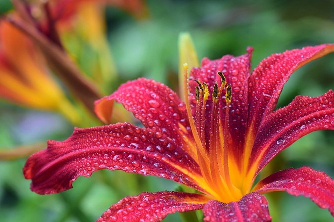 7-Day Private Driving Tour to the Gardens of The Cotswolds