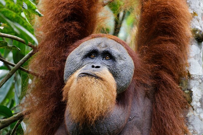 7 Days 6 Nights North Sumatra Tour (Bukit Lawang-Berastagi-Lake Toba) - Good To Know
