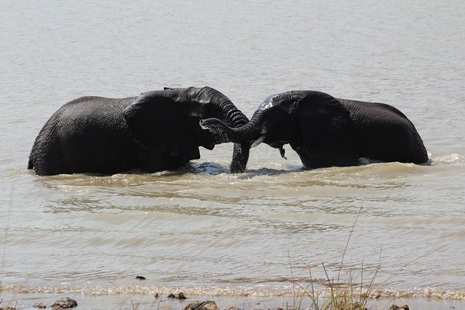 7 Days Johannesburg and Cape Town Tour With a Safari - Tour Highlights
