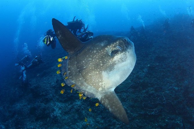 7 Fun Dives in Nusa Lembongan (For Certified Divers) - Premium Value Package - Good To Know