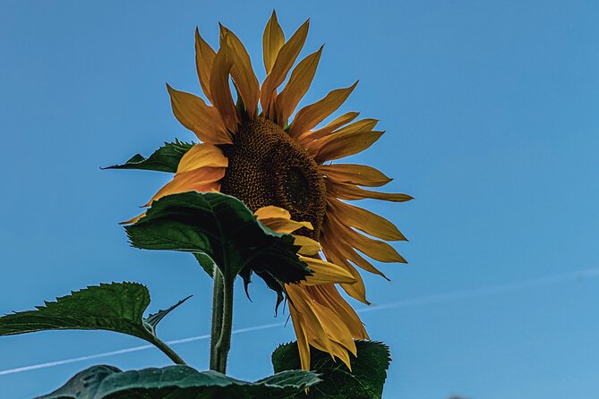 7 Van Gogh Secrets in London - Good To Know