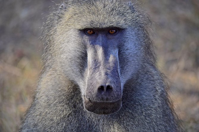 1 Day Photographic Wildlife Safari From Hazyview to Kruger Park - Common Questions