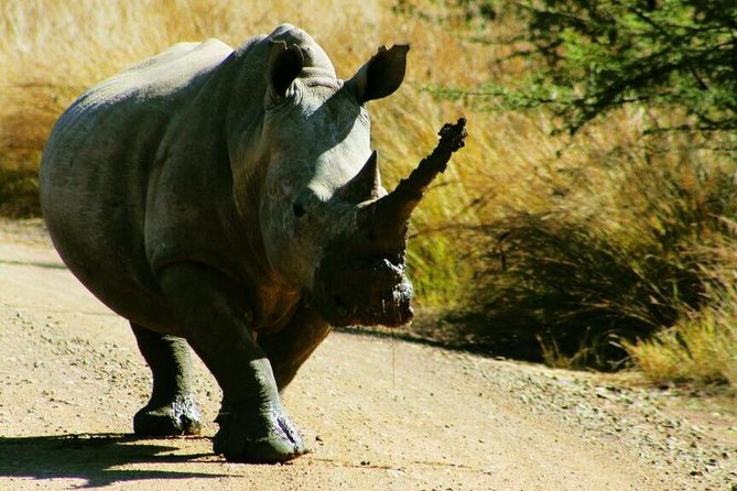 2 Day Tented Safari in the Pilanesberg - Additional Information