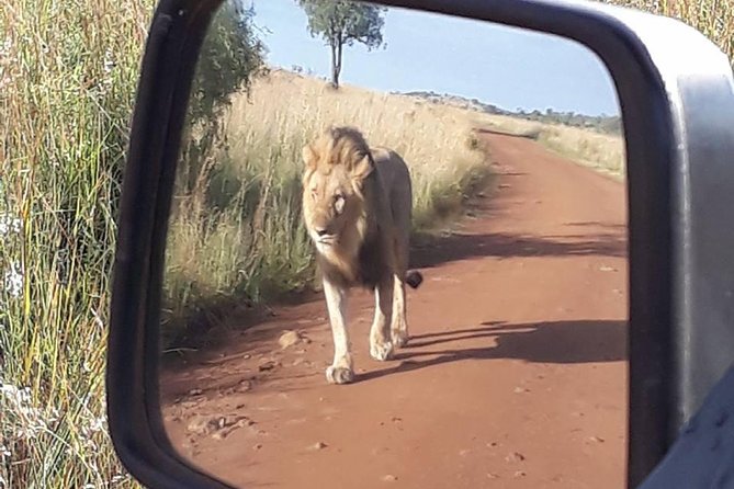 2-Days Pilanesberg Best Chance to View "Big 5" With Private Extended Safari - Traveler Reviews and Ratings of the Pilanesberg Safari Experience