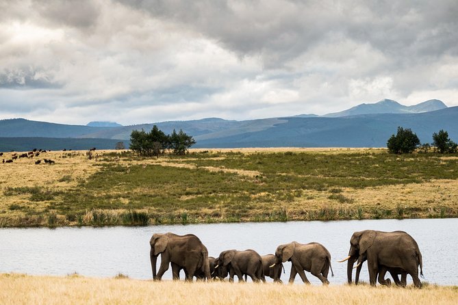 2-Hour Game Drive at the Plettenberg Bay Game Reserve - Tips for a Memorable Experience