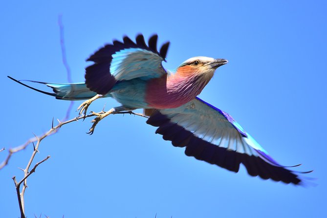 3-Day Tour of Kruger National Park From Skukuza Airport - The Sum Up