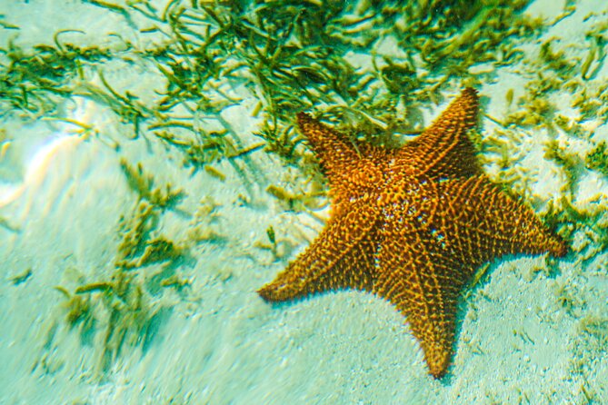6 Hour Private Saona Island Tour With Snorkeling - The Sum Up