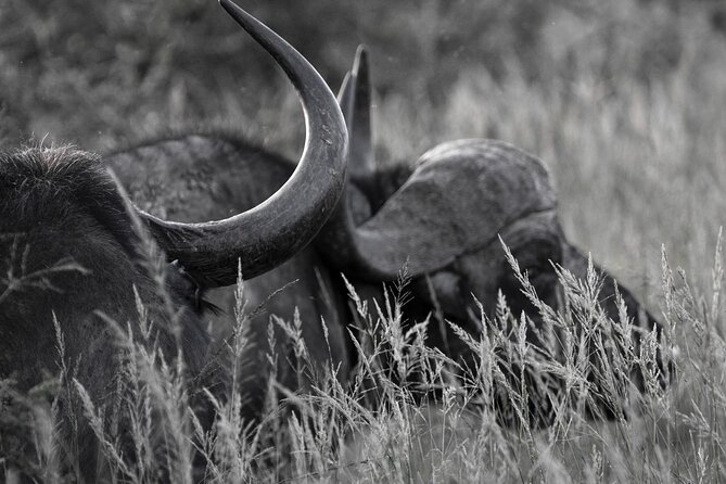 Addo Elephant Full Day Safari With a Traditional South African Braai (Bbq) Lunch - International Recommendations