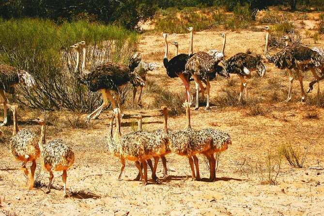 Agadir National Park & 44 Jeep Desert Safari Tour With Lunch - Common Questions