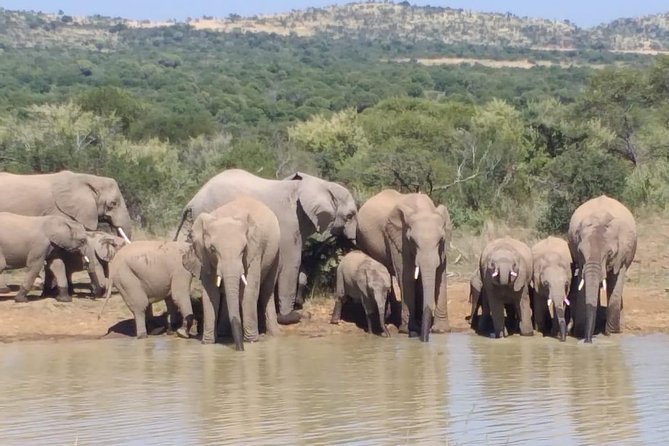All-Day Pilanesberg National Park Safari in South Africa  - North West - Common Questions