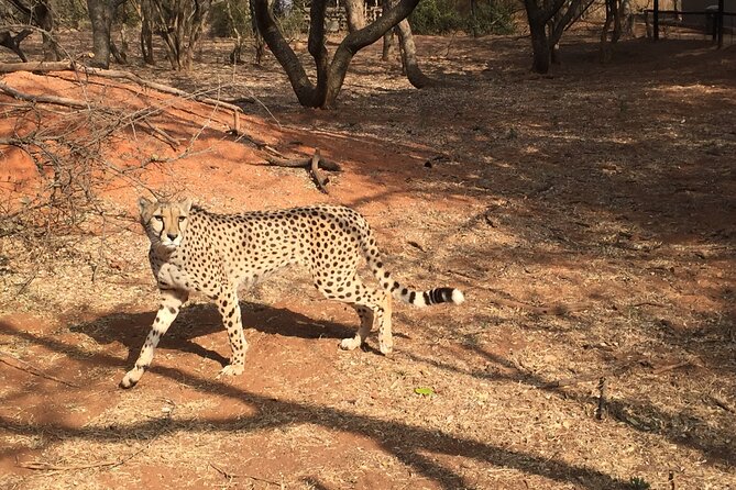 Ann Van Dyk Cheetah Centre Half-Day Tour From Johannesburg - The Sum Up