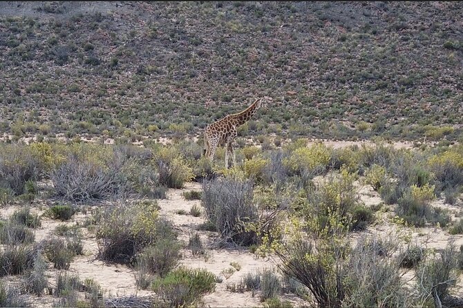 Aquila Sunset Safari Tour From Cape Town - The Sum Up