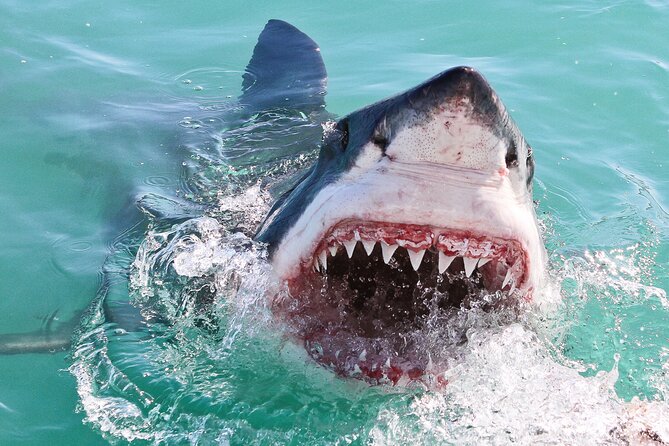 Cape Town: Shark Cage Diving & Penguins Tour to Gansbaai With Private Transfers - Additional Information