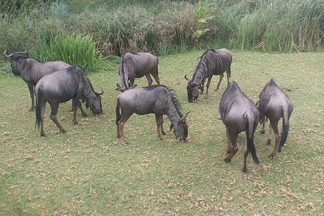 Captivating Safari Lion Park Experience (Half Day Guided Tour) - Traveler Photos and Reviews