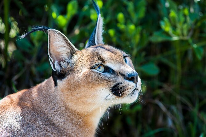 Cats in Conservation - Successful Conservation Stories