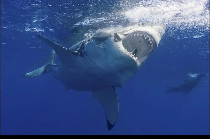 Combo Cape Agulhas Tour and Whales Watching Boat in Hermanus - Common Questions