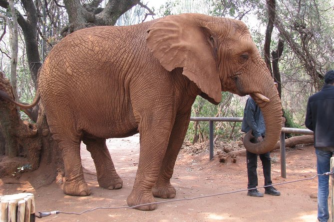 Elephant Sanctuary Tour From Johannesburg or Pretoria - The Sum Up